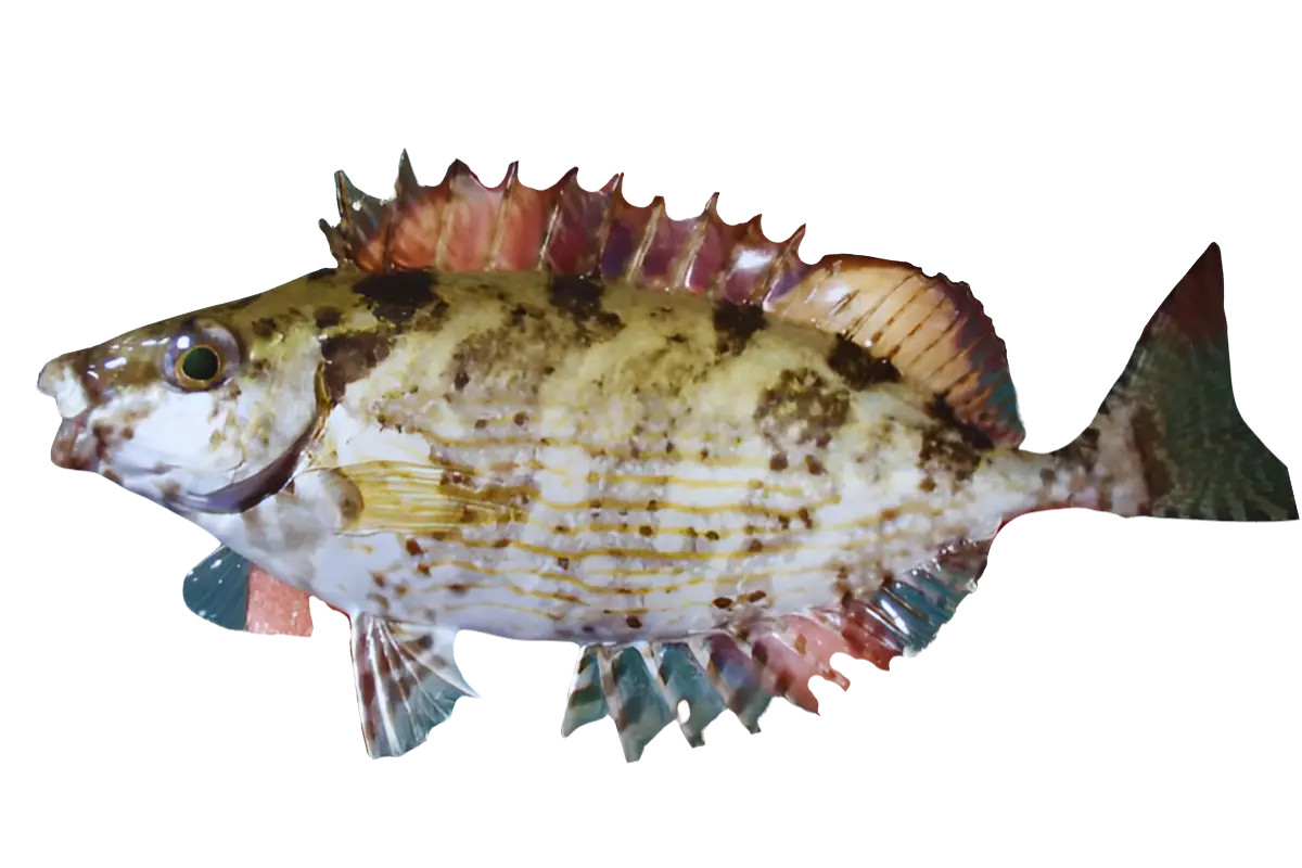 Rabbitfish