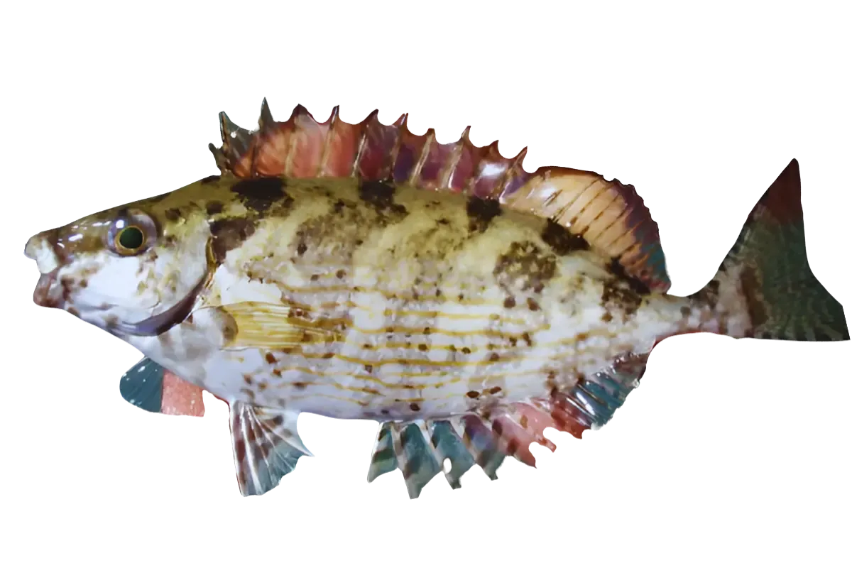 Rabbitfish