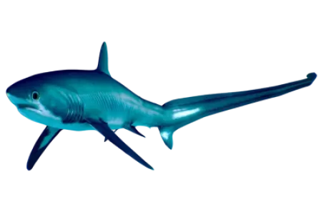 Thresher Shark