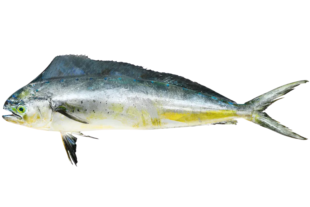 Coryphaene
