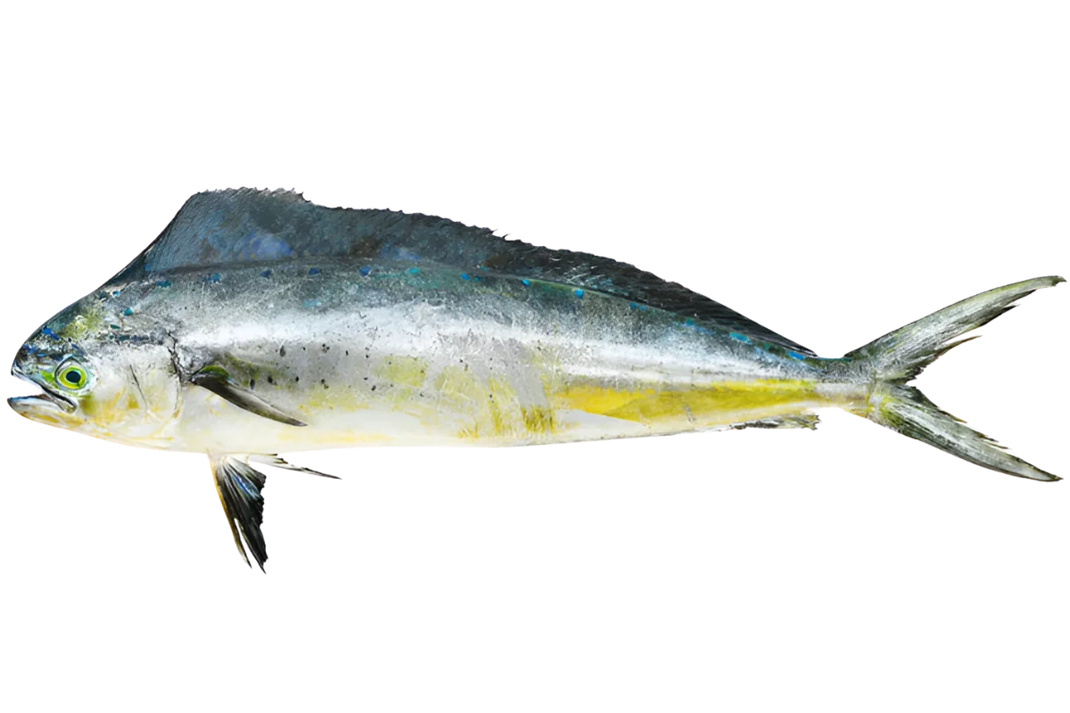 Coryphaene