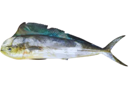 Coryphaene
