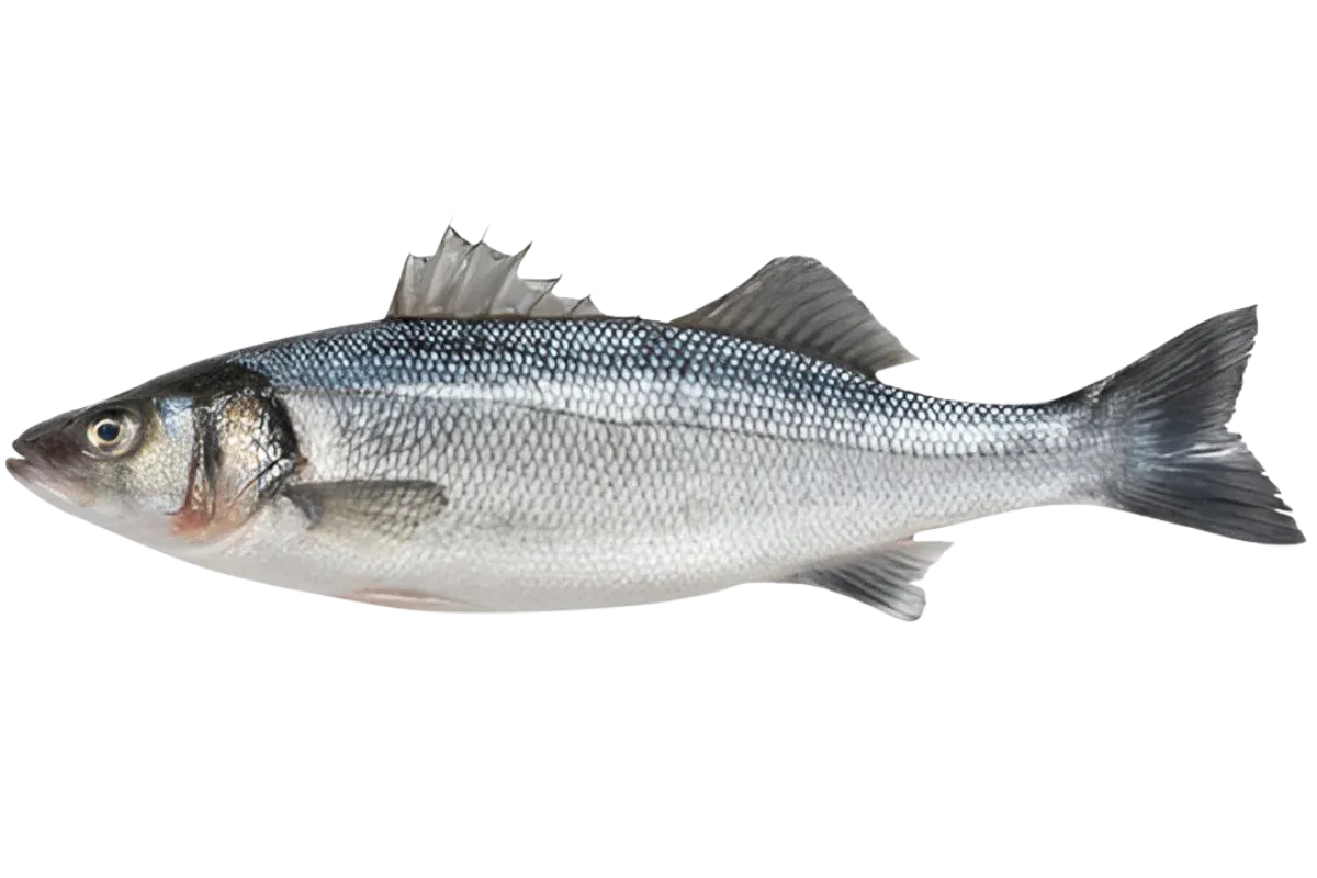 Seabass
