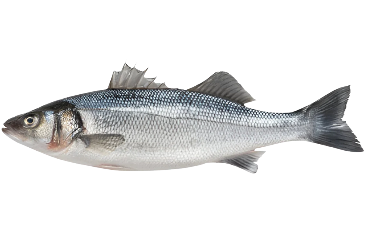 Seabass