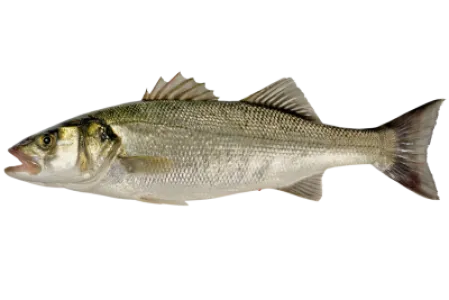 Seabass