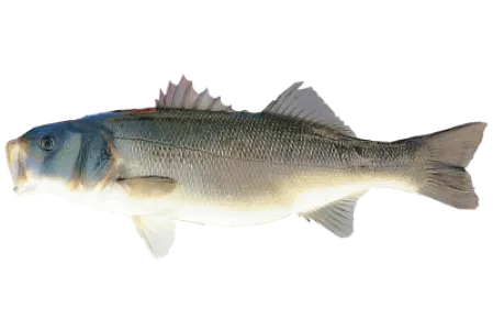 Seabass