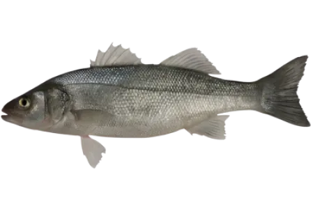 Seabass