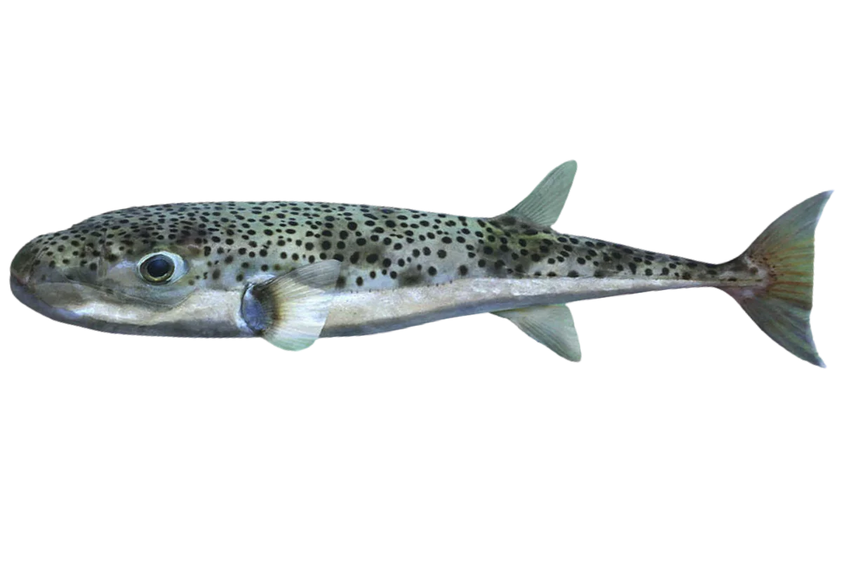 Silver cheeked Toadfish