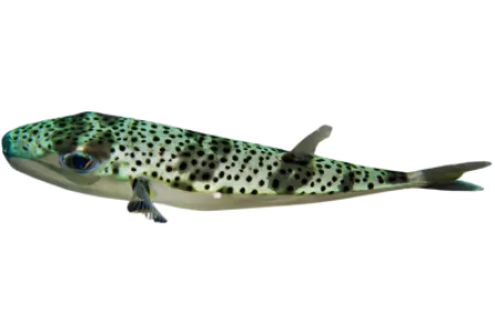 Silver cheeked Toadfish