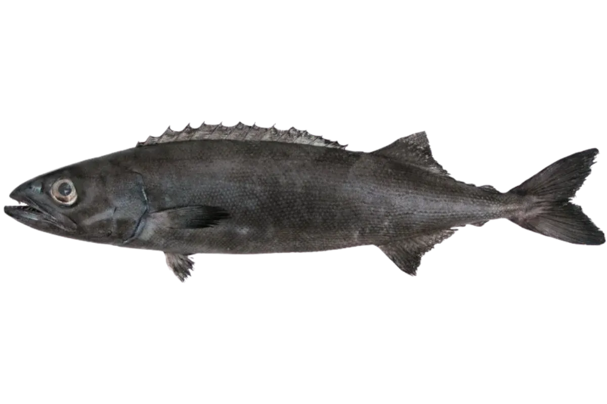 Oilfish