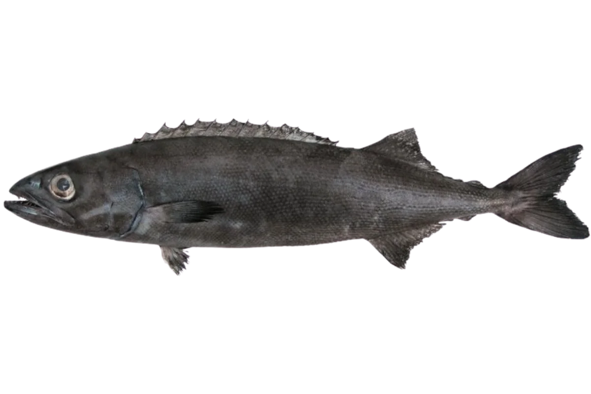 Oilfish