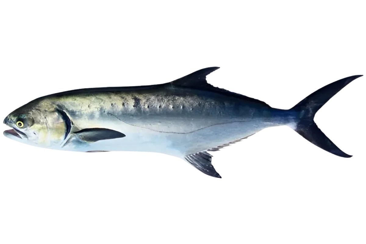 Leerfish
