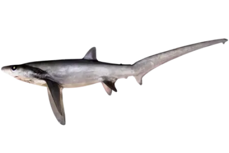 Thresher Shark