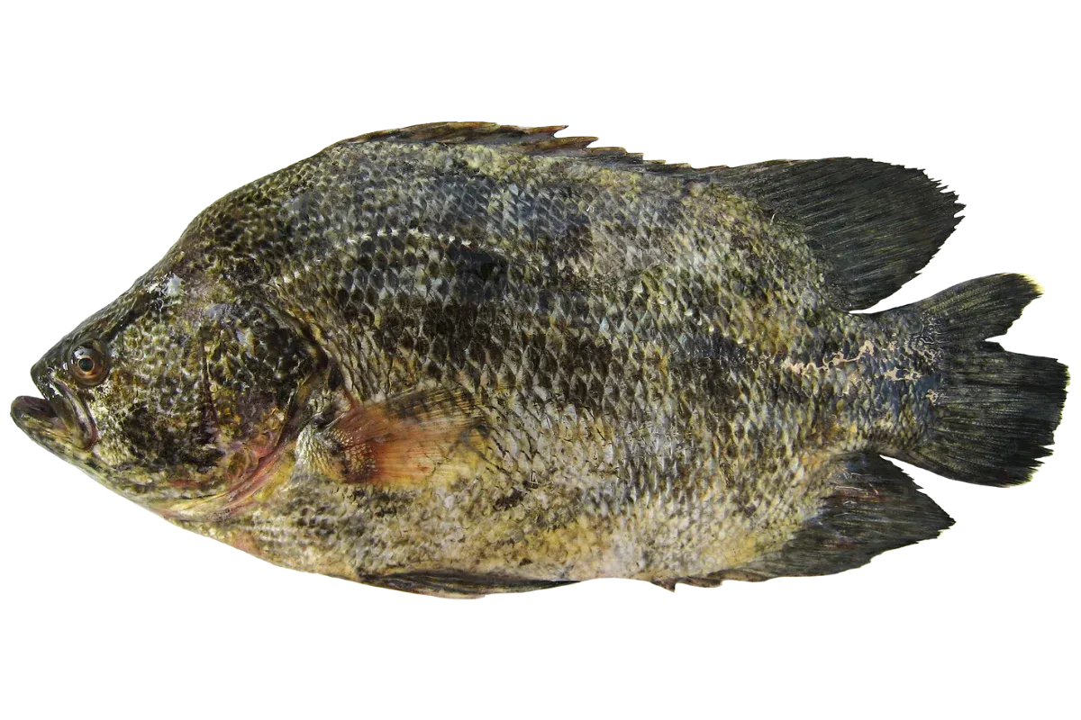 Atlantic Tripletail