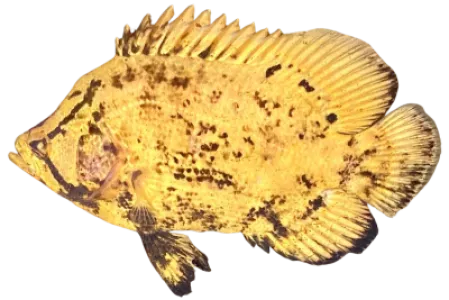 Atlantic Tripletail