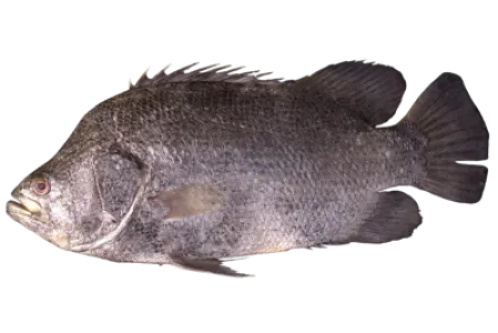 Atlantic Tripletail
