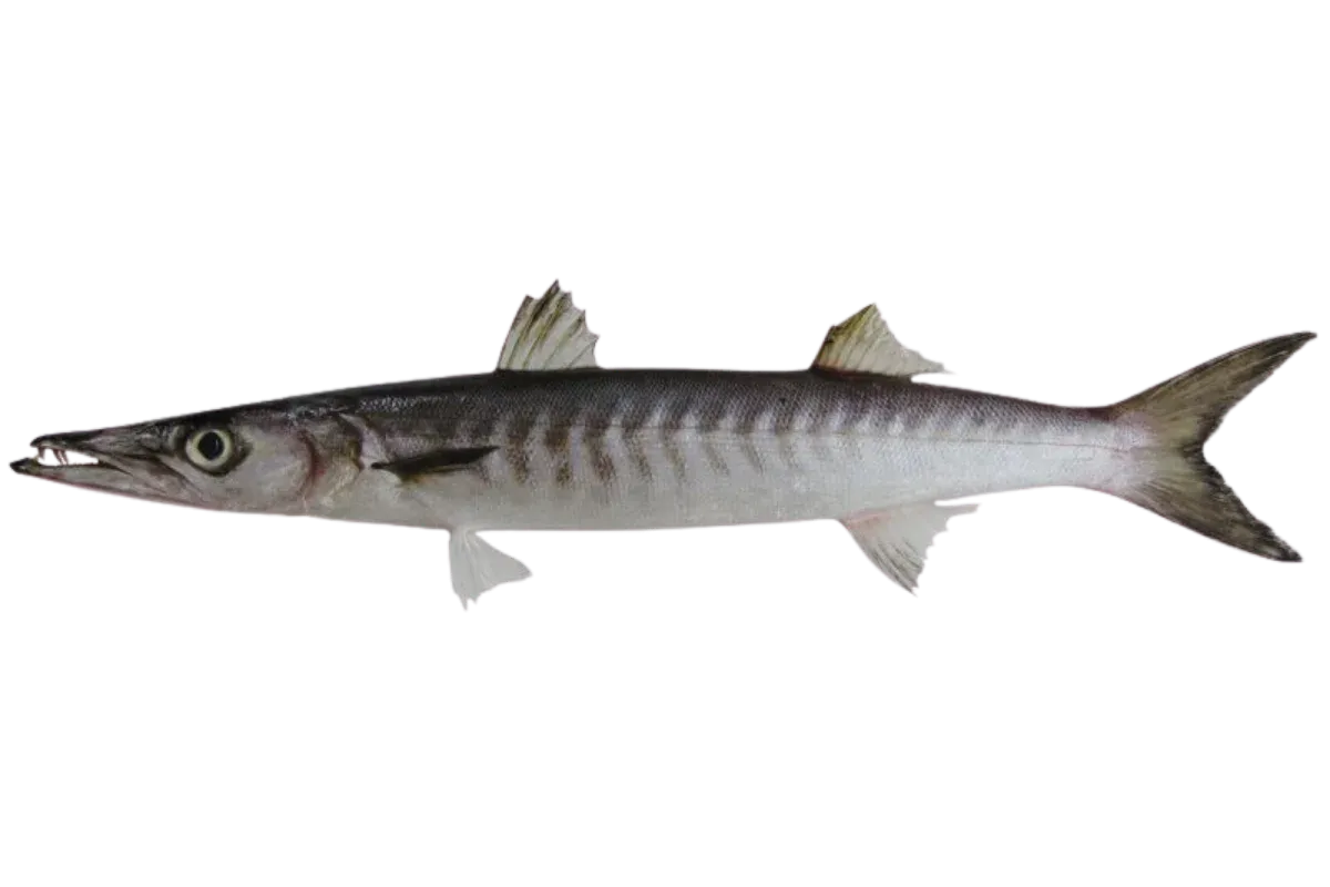 Barracuda