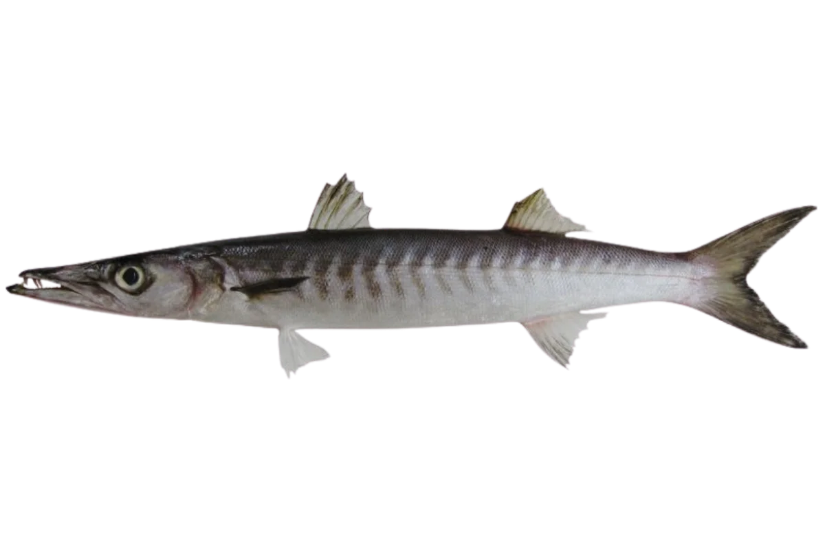 Barracuda