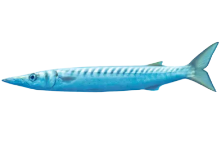 Barracuda