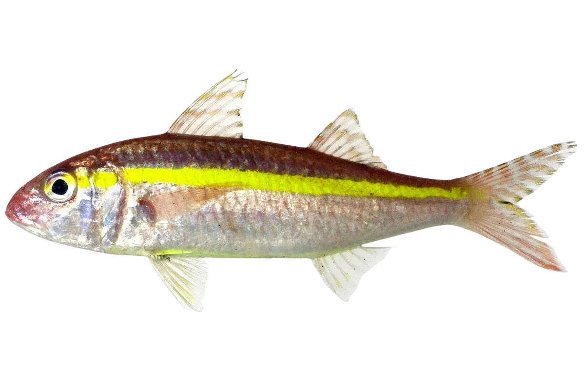 Goldband Goatfish