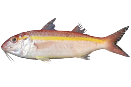 Goldband Goatfish