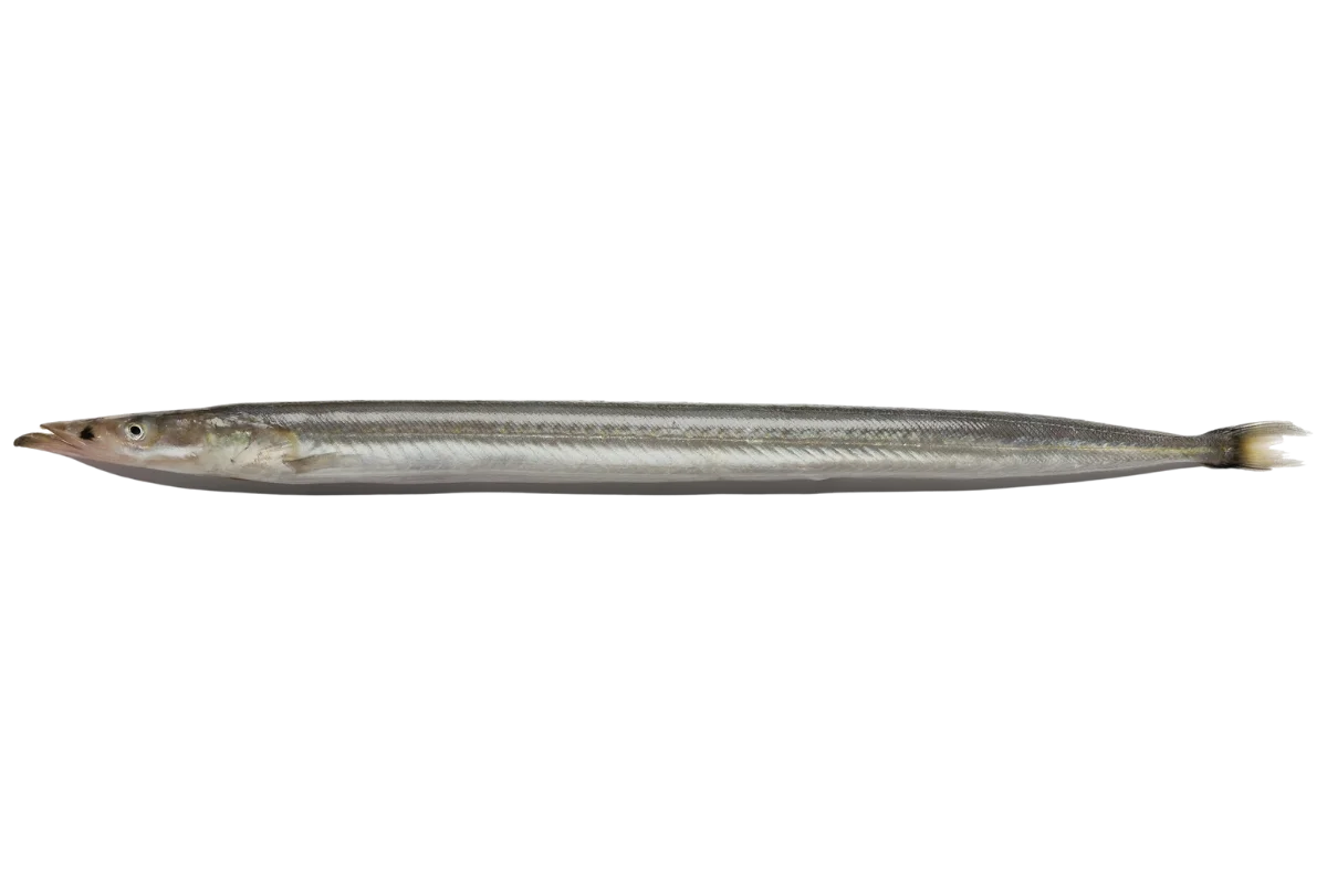 Mediterranean Sand Eel