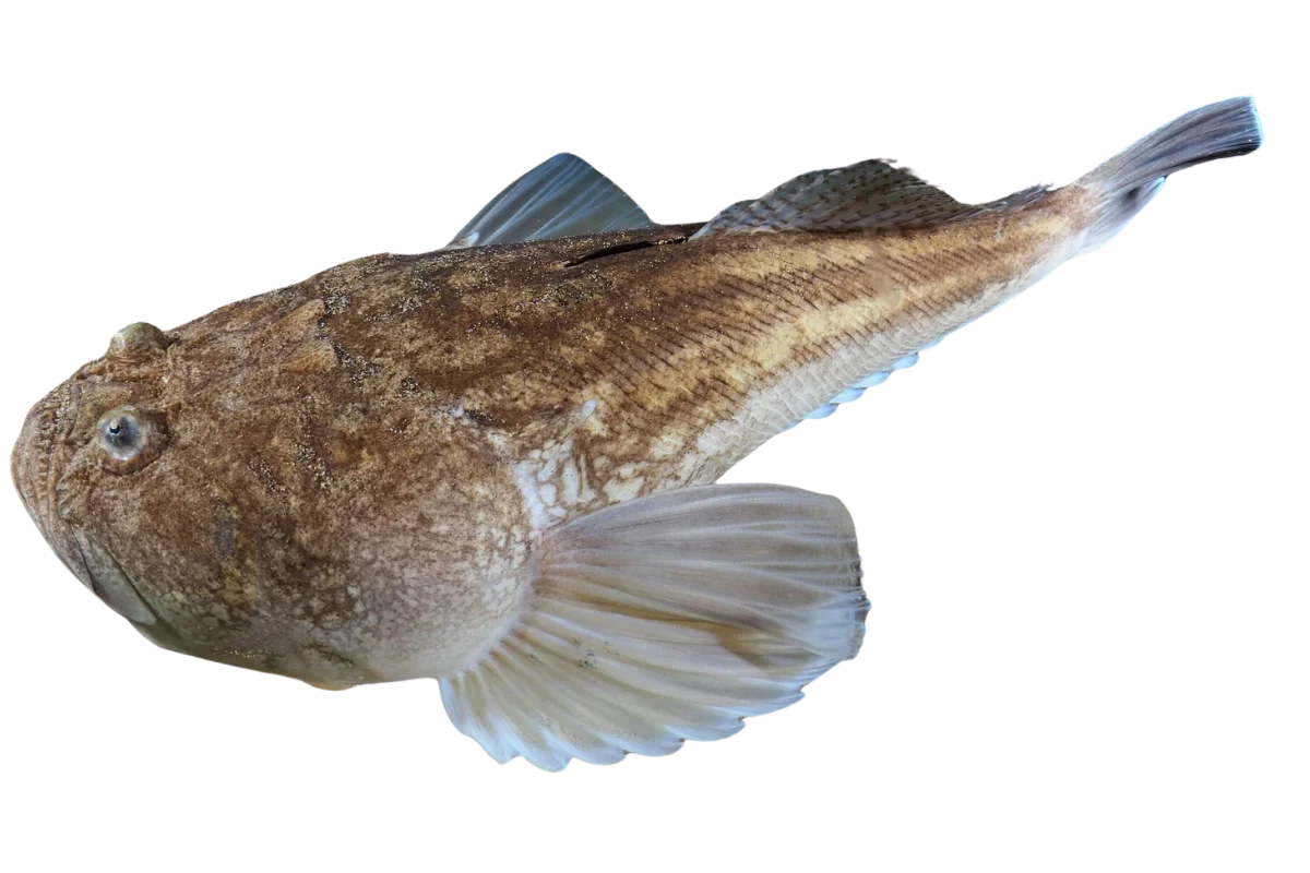 Atlantic Stargazer