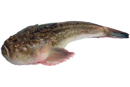 Atlantic Stargazer