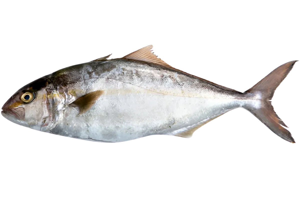 Greater Amberjack