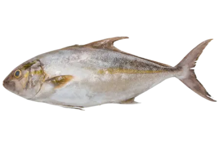 Greater Amberjack