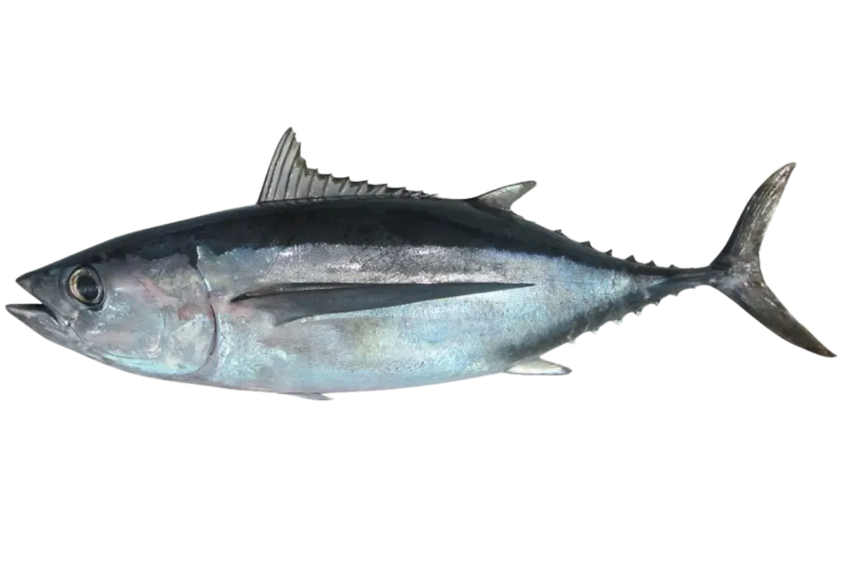 Albacore