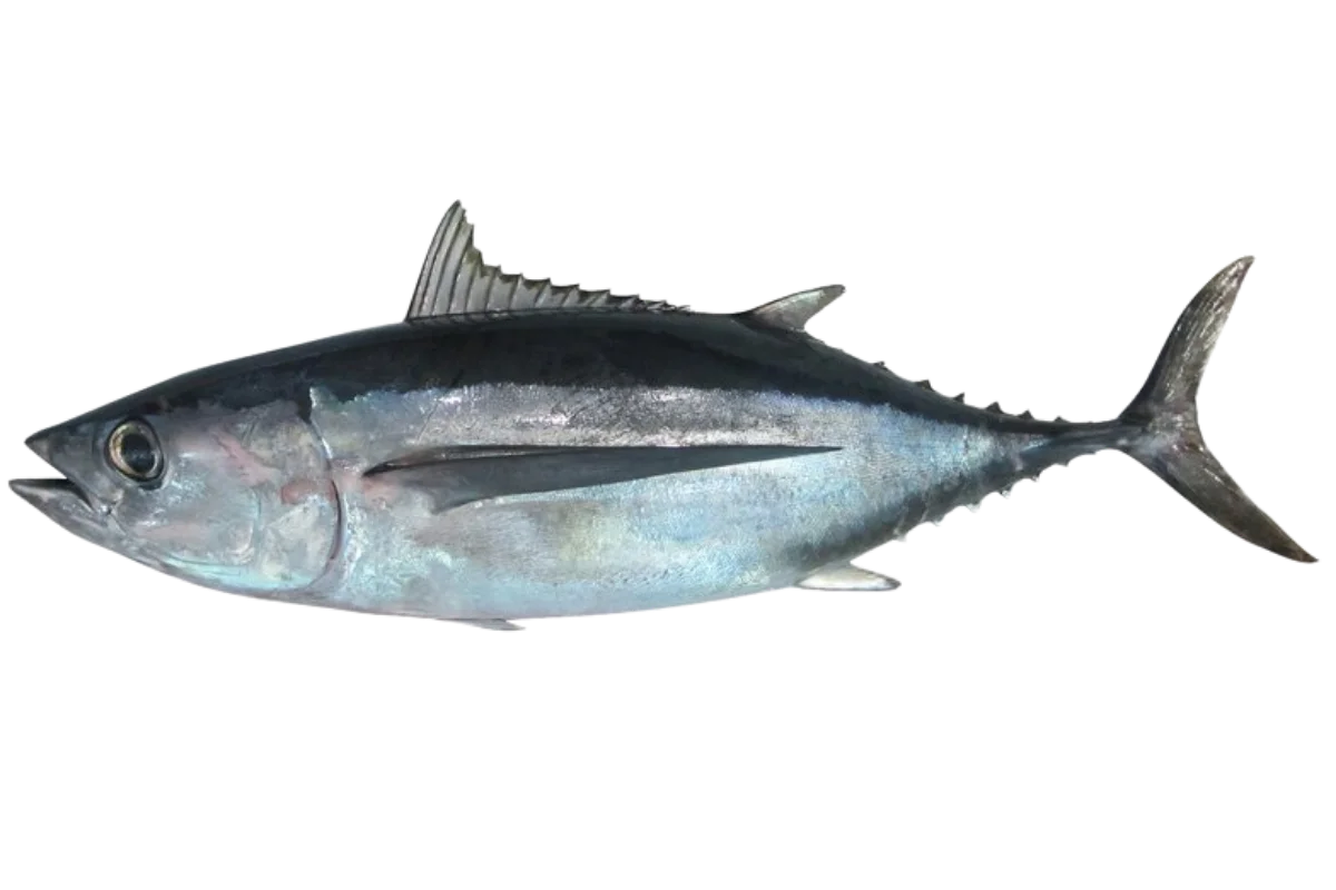 Albacore