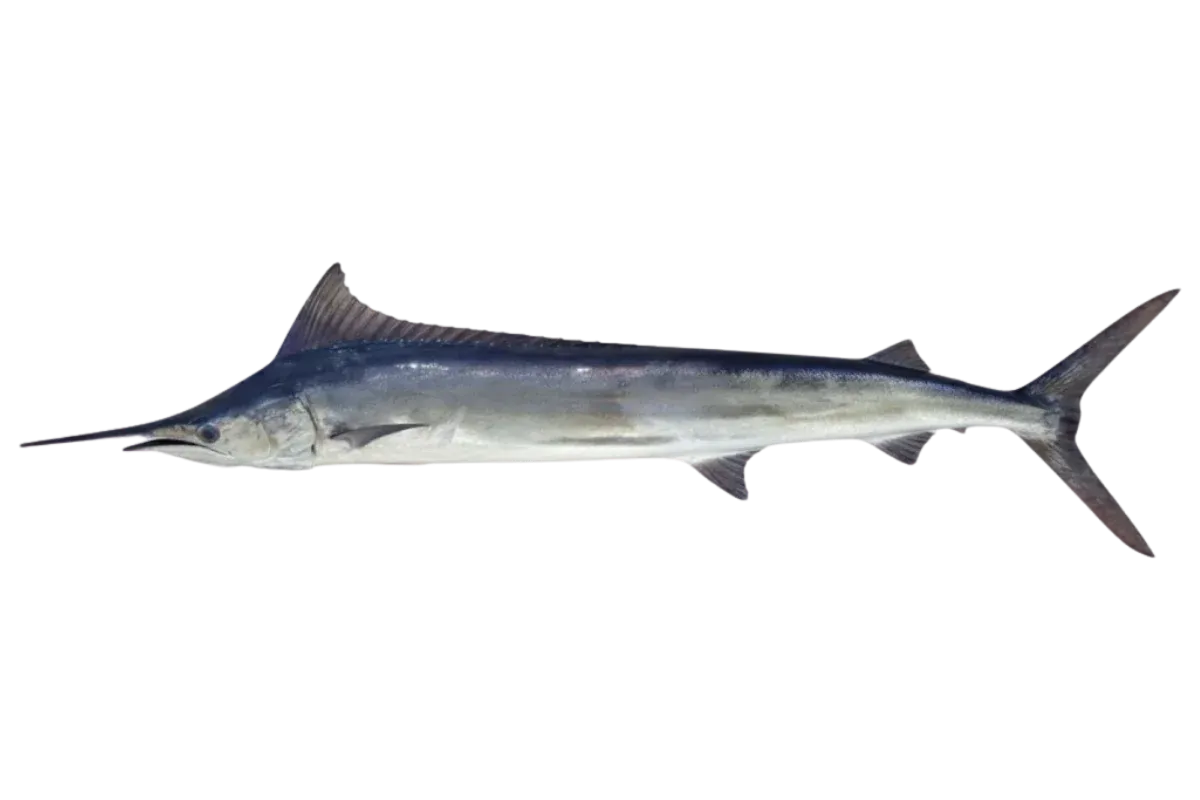 Mediterranean Spearfish