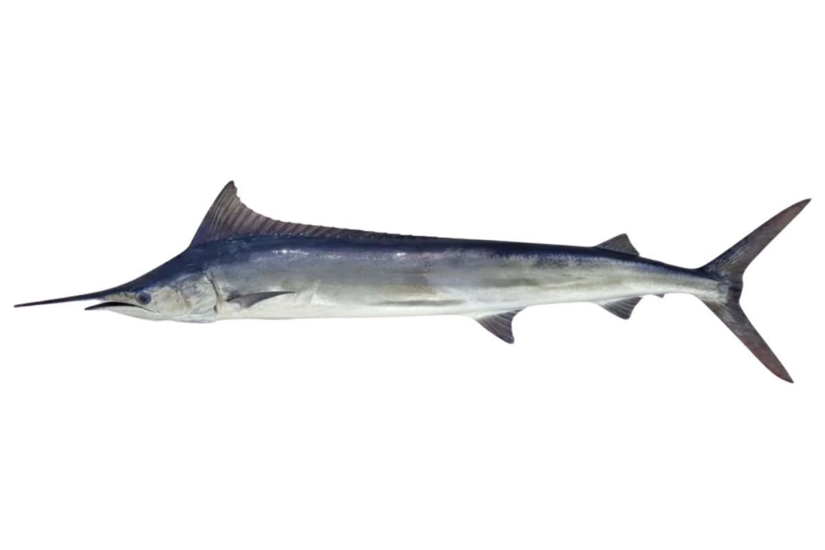 Mediterranean Spearfish