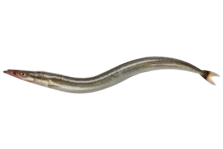 Mediterranean Sand Eel