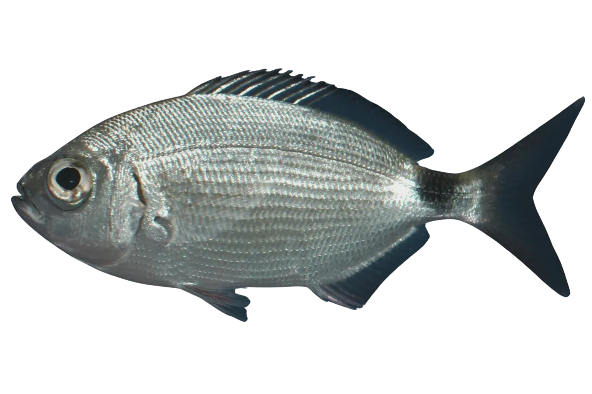 Saddled Seabream