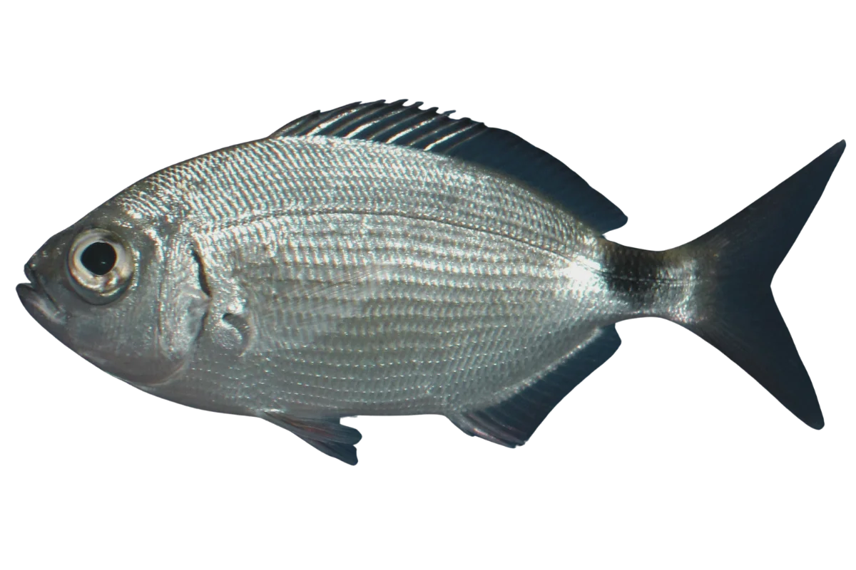 Saddled Seabream
