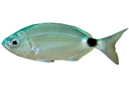 Saddled Seabream