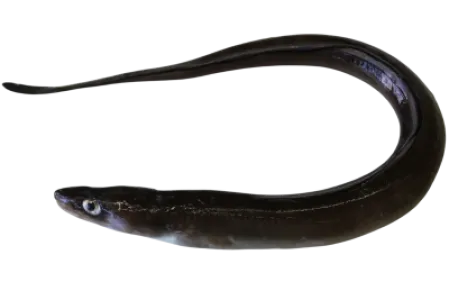 Conger