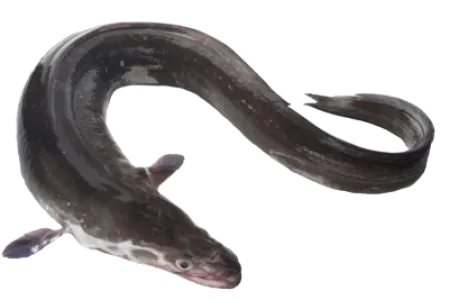 Conger