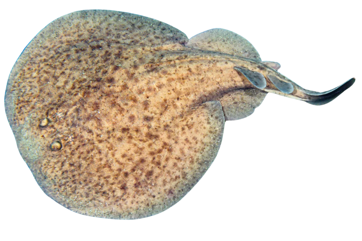 Electric Ray