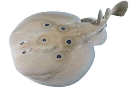 Electric Ray