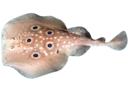 Electric Ray