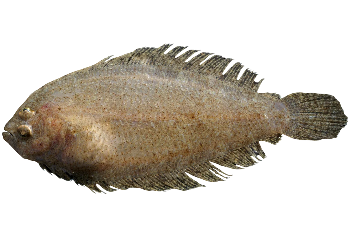 Scaldback