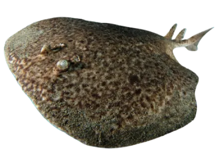 Electric Ray