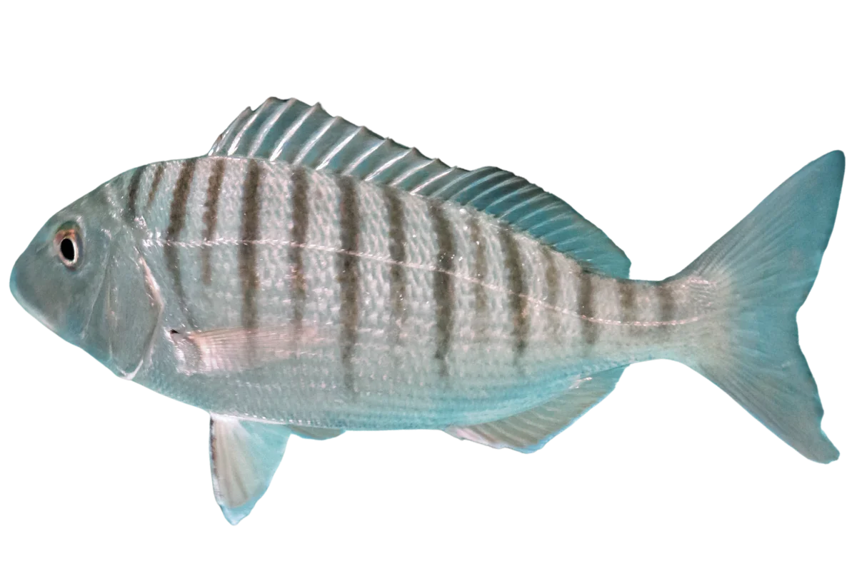 Sand Steenbras