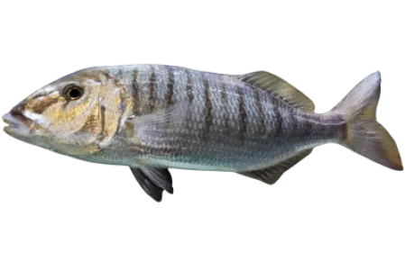 Sand Steenbras