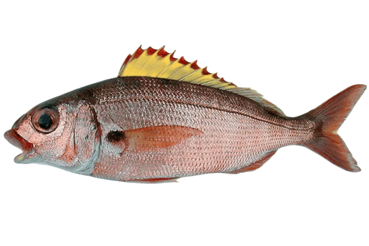 Axillary Seabream