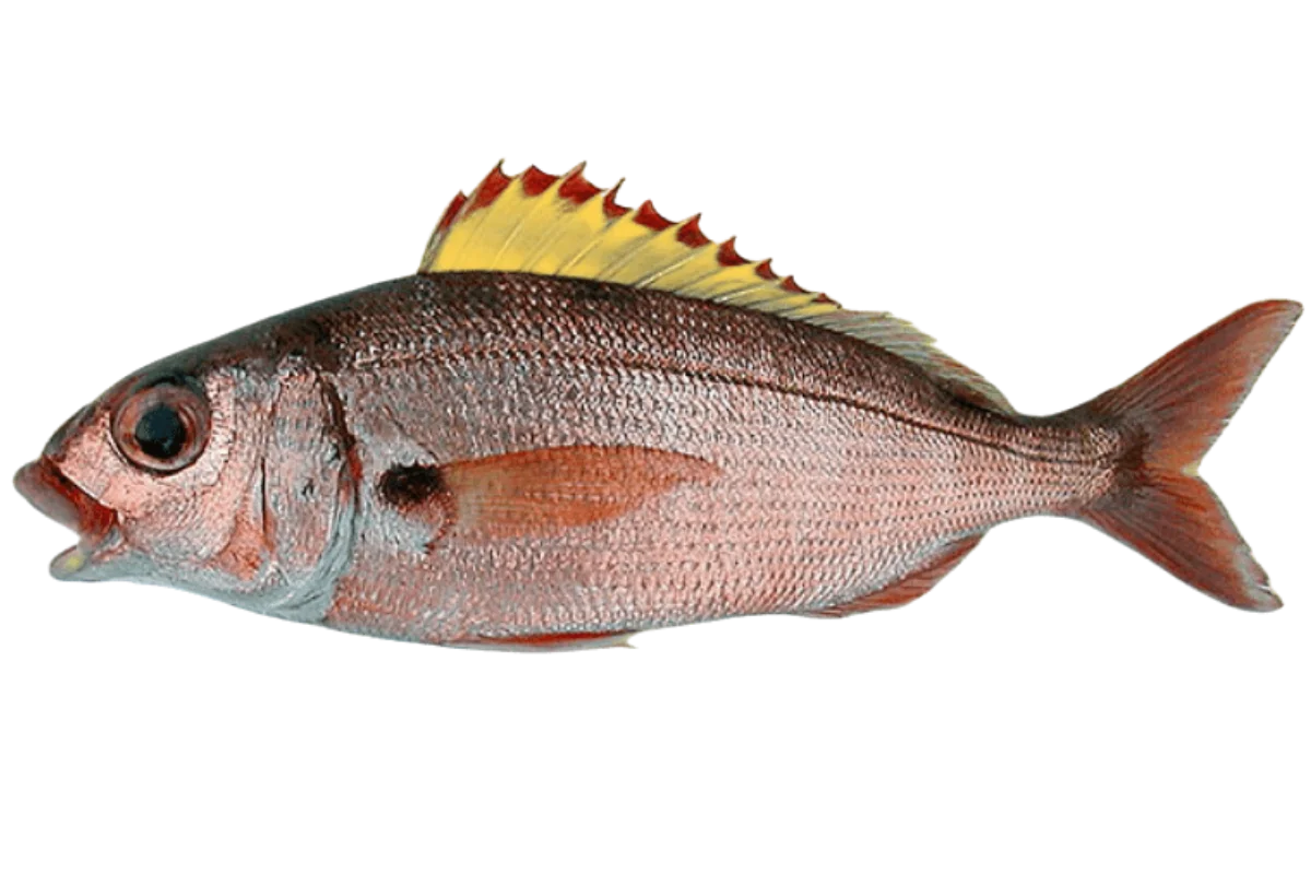 Axillary Seabream