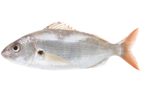 Axillary Seabream